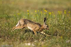 Feldhase - Zum Vergroessern klicken!